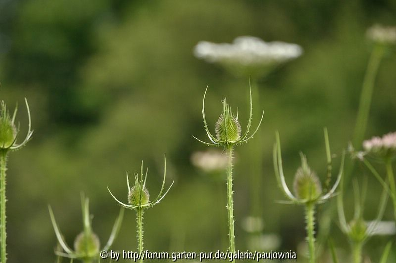 Distel 009