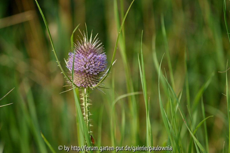 Distel 007
