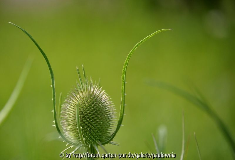 Distel 01