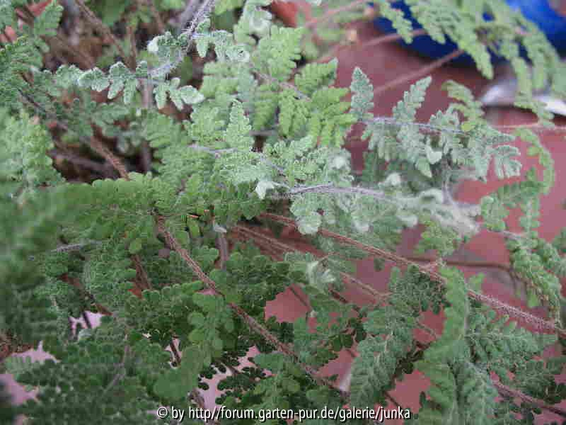 Cheilanthes tomentosa