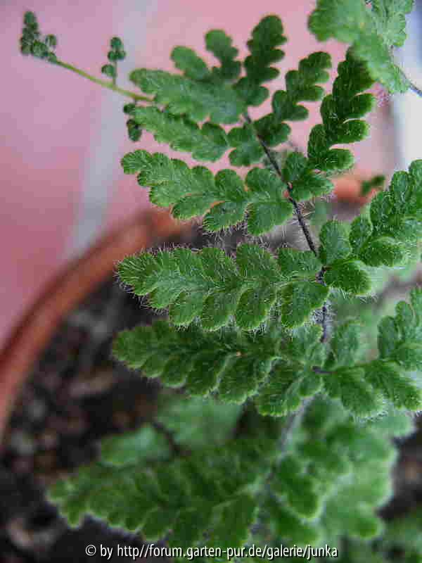 Cheilanthes lanosa