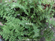 Cheilanthes fendleri