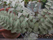 Cheilanthes eatonii