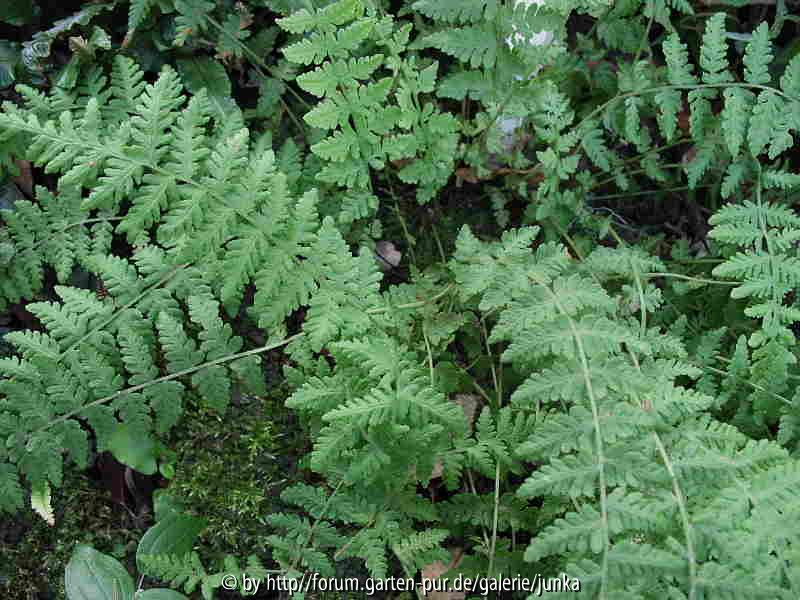 Woodsia fragilis