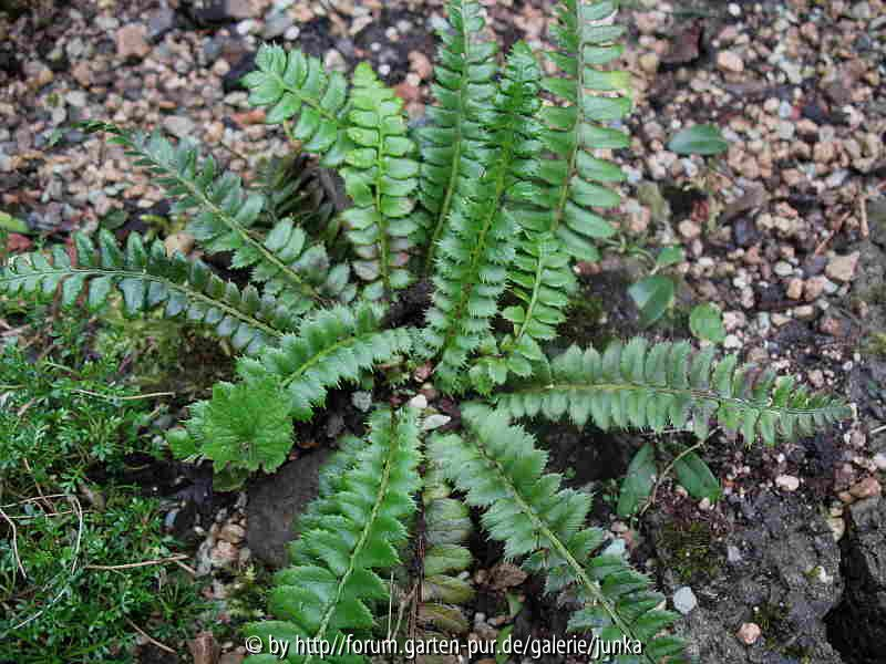 Polystichum lonchitis