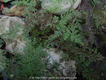 Cryptogramma crispa