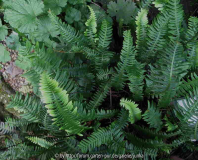 Blechnum spicant