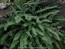 Asplenium trichomanes ssp. quadrivalens