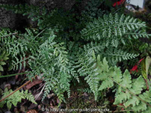 Asplenium fontanum