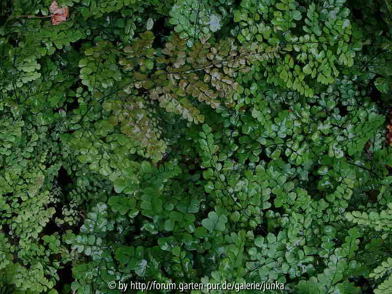 Adiantum venustum