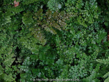 Adiantum venustum