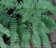 Adiantum pedatum  e.H. K.F., P-B