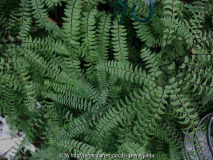 Adiantum aleuticum