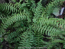 Woodsia polystichoides