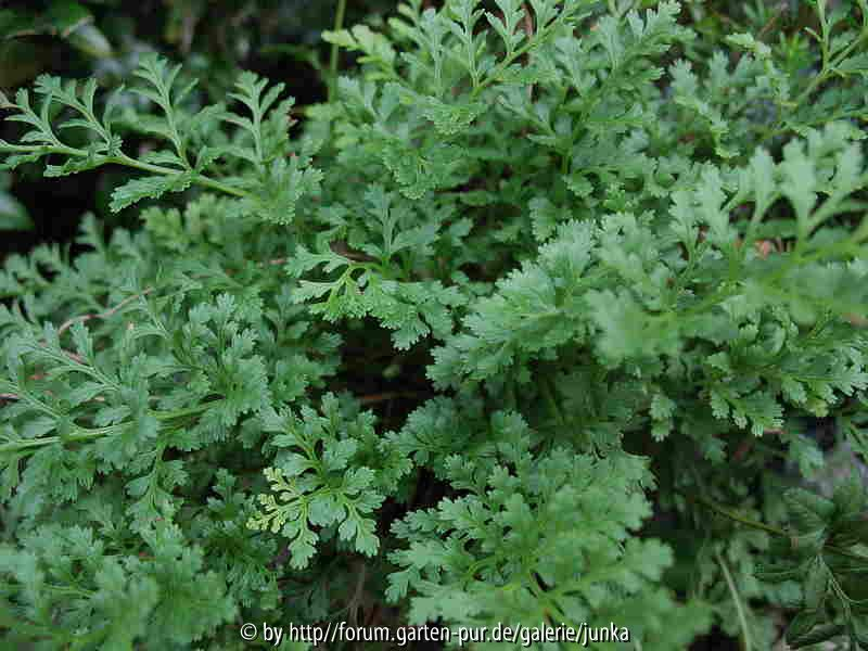 Cryptogramma acrostichoides