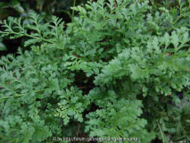 Cryptogramma acrostichoides