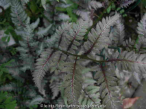 Athyrium iseanum var. pictum - Wedel -