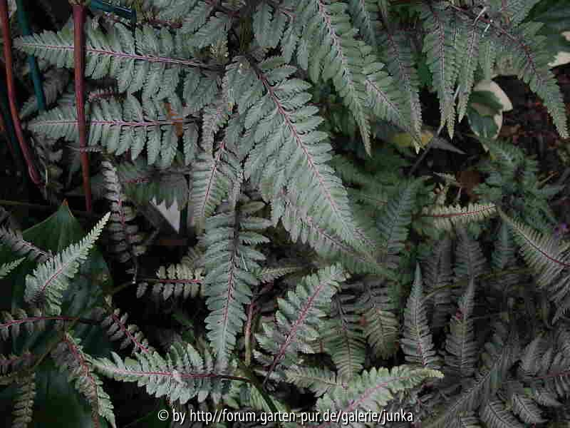 Athyrium iseanum var. pictum