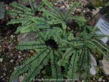 Athyrium aleuticum Typ Kai.