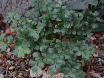 Asplenium ruta-muraria