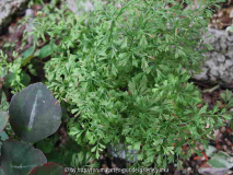 Asplenium fissum