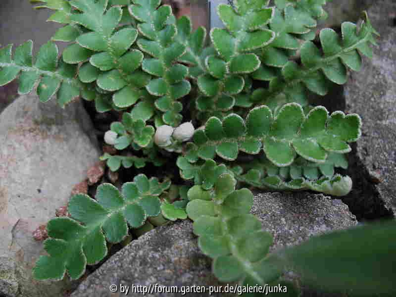 Asplenium ceterach