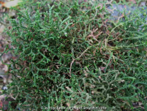 Selaginella borealis