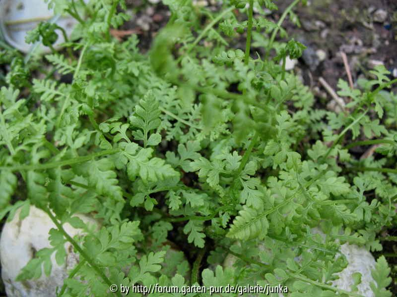 Cystopteris dickieana
