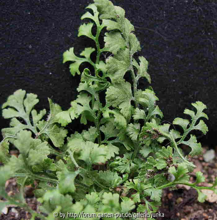 Asplenium x lessinense