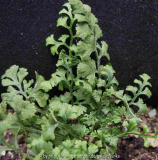 Asplenium x lessinense