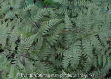 Athyrium vidalii