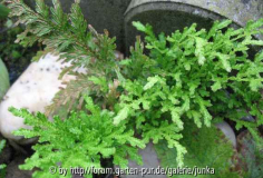 Selaginella moellendorfii