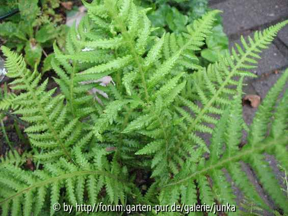 Phegopteris decursive-pinnata