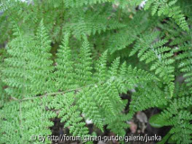 Hypolepsis millefolia