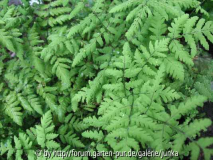 Gymnocarpium fedtschenkoanum