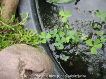 Marsilea quadrifolia