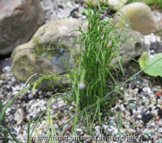 Equisetum scirpoides