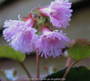 Shortia soldanelloides var.  ilicifollia