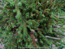 Selaginella sibirica
