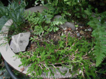Kleiner Trog mit Selaginella densa, Asplenium sptentrionale, Cryptogramma acrostchoides und Woodsia intermedia