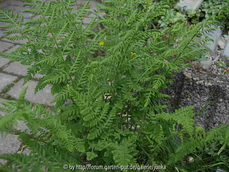 Woodsia plummerae