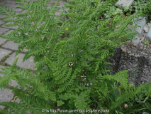 Woodsia plummerae