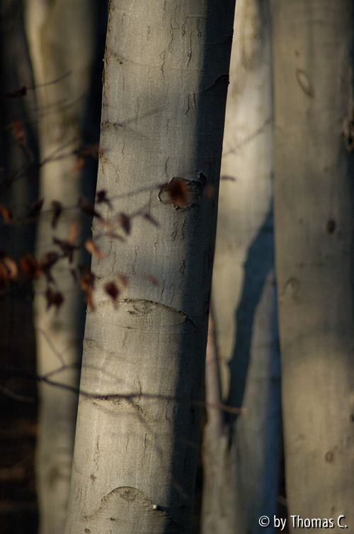 Winterbaumwelt 04
