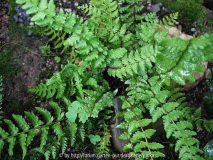 Woodsia ilvensis