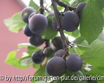 Kricken oder Kreeten?