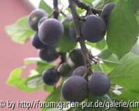 Kricken oder Kreeten?
