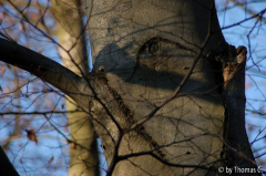 Winterbaumwelt 05
