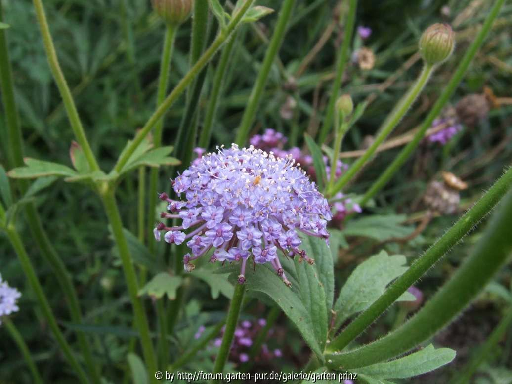 Didiscus caeruleus 2(2011/07)