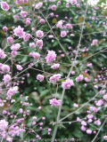 Thalictrum delavayi 'Hewitt's Double' (2