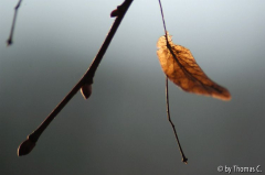 Winterbaumwelt 06